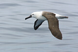 Image. Atlantik-Gelbnasenalbatros