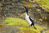 Image. Aucklandscharbe