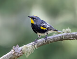 Image. Audubonsänger