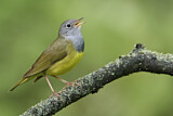 Image. Augenring-Waldsänger