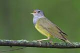Image. Augenring-Waldsänger