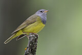 Image. Augenring-Waldsänger