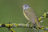 Image. Augenring-Waldsänger