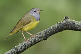 Image. Augenring-Waldsänger