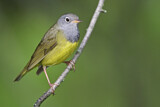 Image. Augenring-Waldsänger