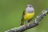 Image. Augenring-Waldsänger