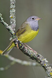 Image. Augenring-Waldsänger