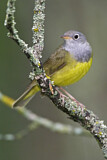 Image. Augenring-Waldsänger
