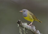 Image. Augenring-Waldsänger