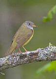 Image. Augenring-Waldsänger