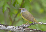 Image. Augenring-Waldsänger