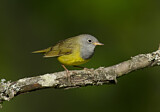 Image. Augenring-Waldsänger
