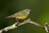 Image. Augenring-Waldsänger