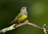 Image. Augenring-Waldsänger