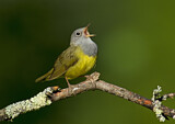 Image. Augenring-Waldsänger