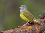 Image. Augenring-Waldsänger