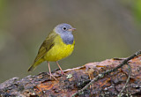 Image. Augenring-Waldsänger