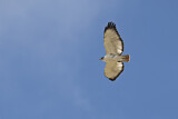 Image. Augur Buzzard