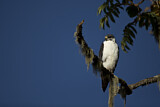 Image. Augur Buzzard