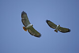 Image. Augur Buzzard