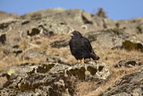 Image. Augur Buzzard