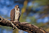 Image. Augur Buzzard