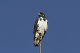 Image. Augur Buzzard