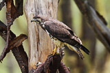 Image. Augur Buzzard