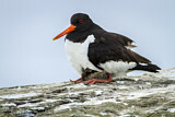 Image. Austernfischer