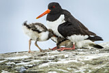 Image. Austernfischer