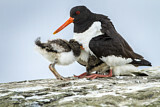 Image. Austernfischer