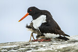 Image. Austernfischer