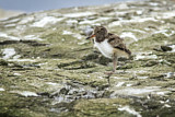 Image. Austernfischer