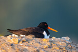 Image. Austernfischer