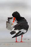 Image. Austernfischer