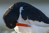 Image. Austernfischer