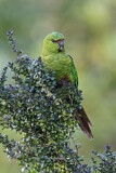 Image. Austral Parakeet