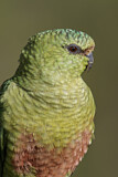 Image. Austral Parakeet