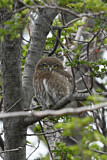 Image. Austral Pygmy Owl
