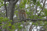 Image. Austral Pygmy Owl