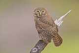 Image. Austral Pygmy Owl