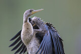 Image. Austral-Schlangenhalsvogel