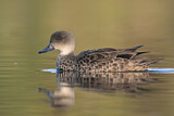 Image. Austral-Weißkehlente