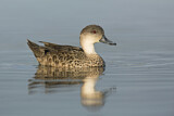 Image. Austral-Weißkehlente