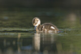 Image. Austral-Weißkehlente