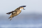 Image. Austral-Weißkehlente