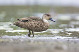 Image. Austral-Weißkehlente