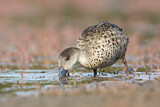 Image. Austral-Weißkehlente