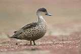 Image. Austral-Weißkehlente
