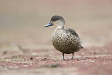 Image. Austral-Weißkehlente